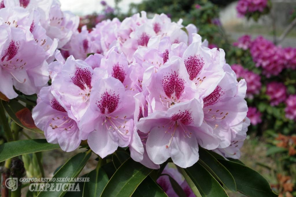 Рододендрон гибридный Либин